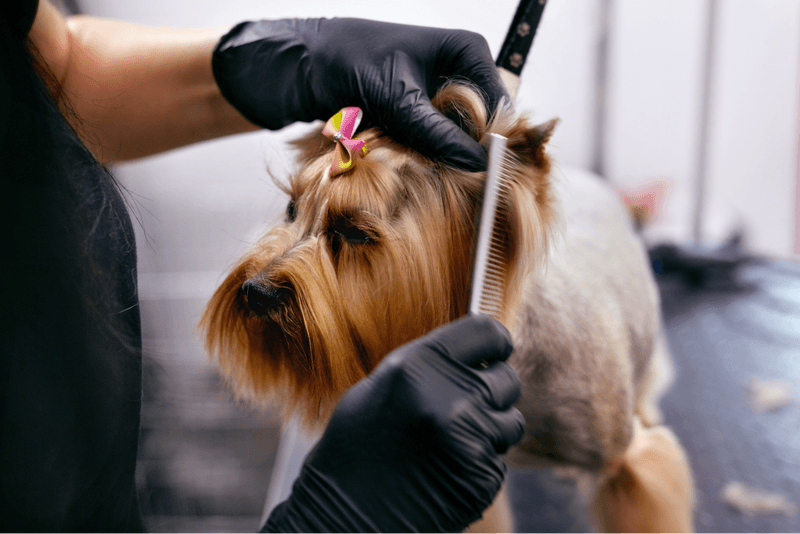 6 Proven Dog Grooming Marketing Tips & Advertising Ideas to Try in 2023